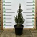 Smrek biely (Picea glauca) ´CONICA´ – výška 40-60 cm, kont. C7,5L